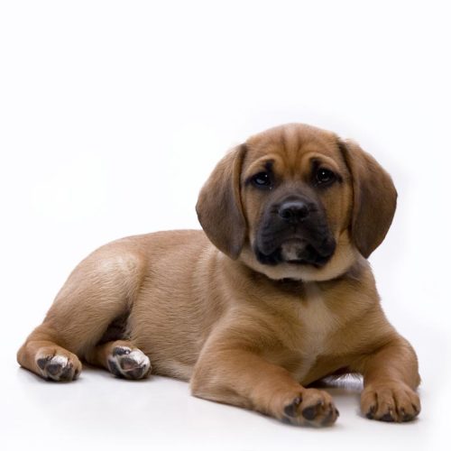Best Puggle Puppies for sale by Trusted Puppies