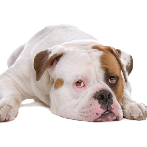 Best American Bulldog Puppies for sale by Trusted Puppies.