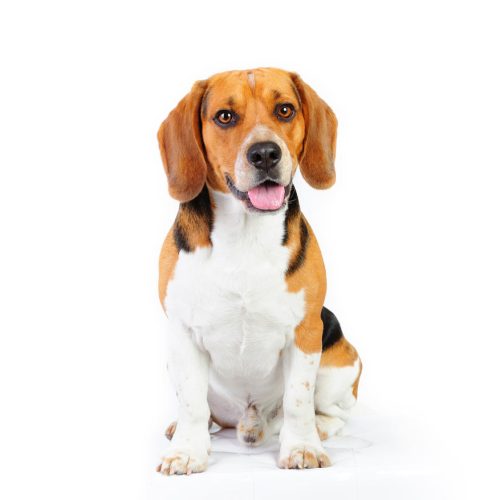 Best registered American Beagle puppies for sale by Trusted Puppies