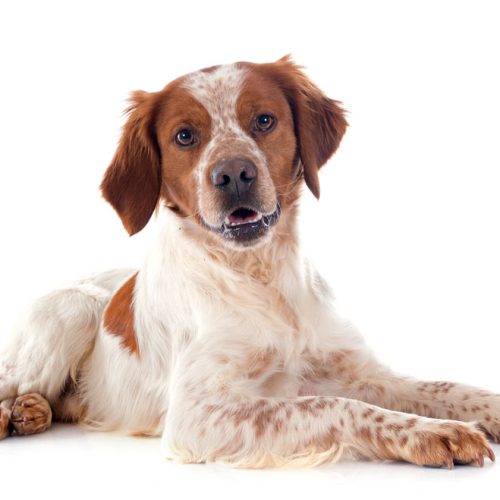 Best Brittany Springer Spaniel Puppies for sale by Trusted Puppies.