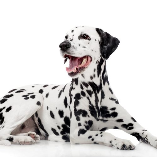 Best Registered Dalmation Puppies for sale by Trusted Puppies