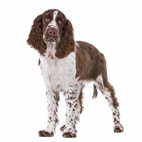 Best English Spring Spaniel Pups for sale by Trusted Puppies