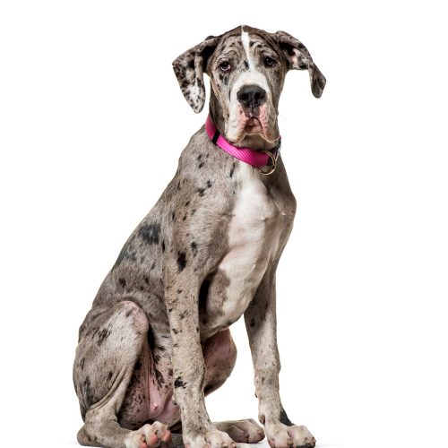 Best registered Great Dane Puppies for sale by Trusted Puppies
