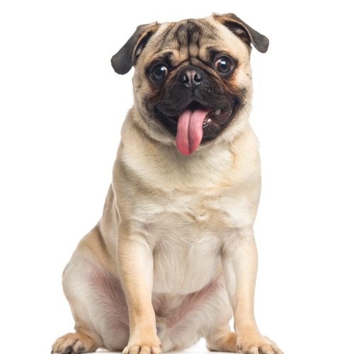 Best Pug puppies for sale by Trusted Puppies