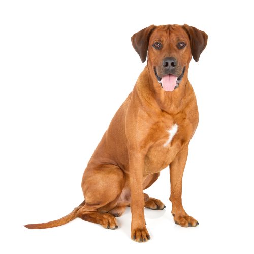 Best Rhodesian Ridgeback puppies for sale by Trusted Puppies