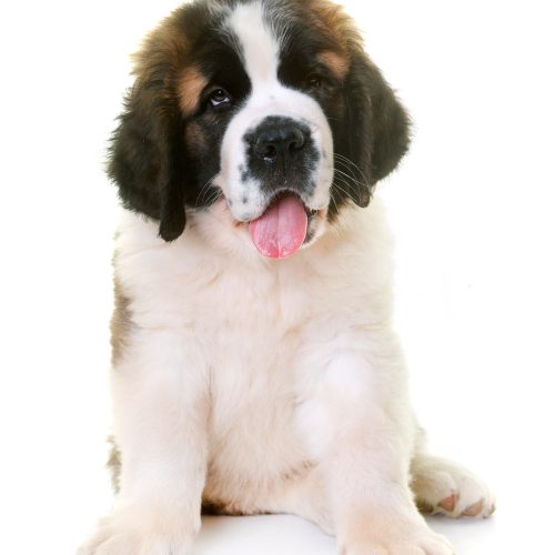 Best Saint Bernard Puppies for sale by Trusted Puppies.
