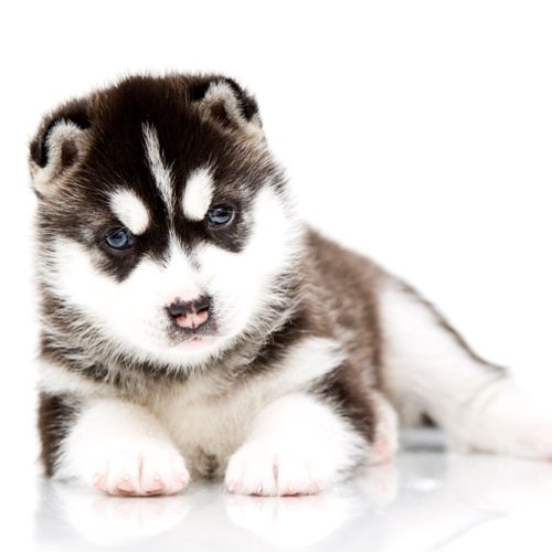 Best Siberian Husky puppies for sale by Trusted Puppies.