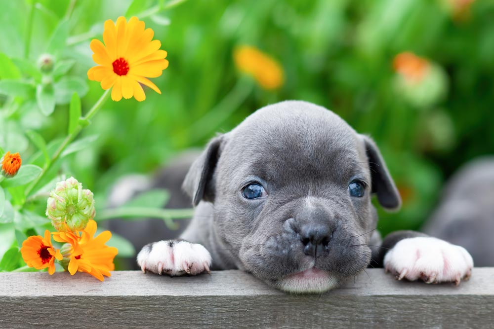 Adorable Little puppy peaking over a flower box after being brough home.