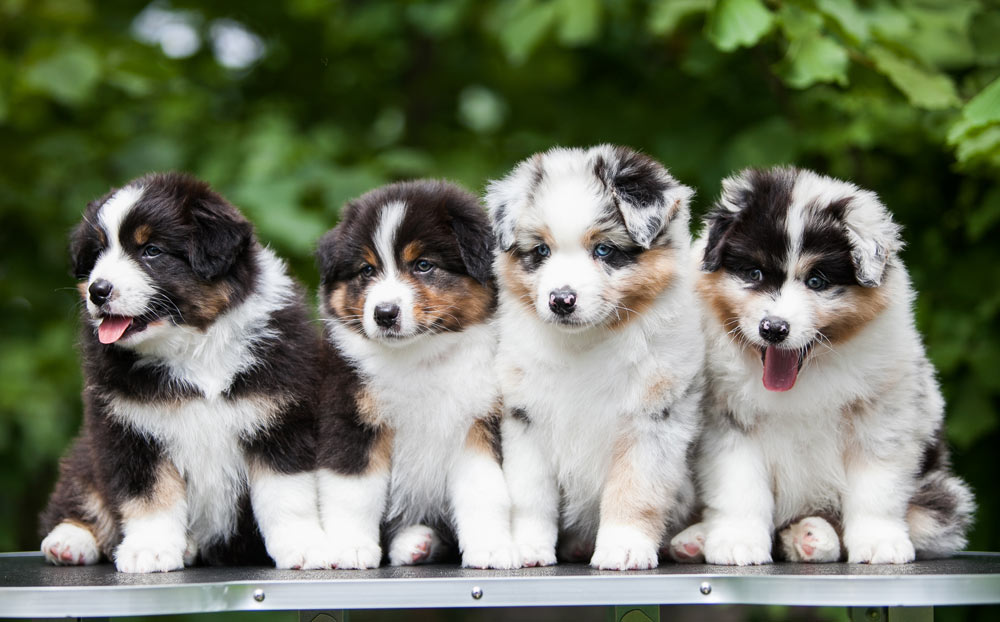 Stunning litter of different colored Registered Australian Shepherd Puppies 