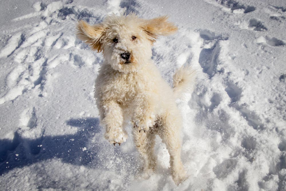 Playful Mini Goldendoodle dog playing in snow.