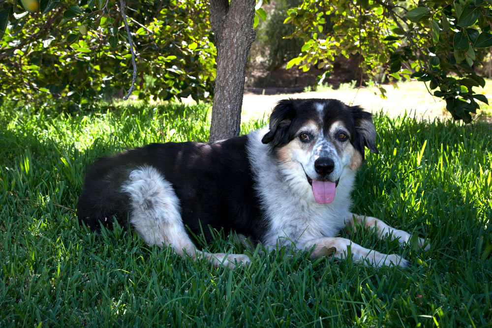 Very Old Australian Shepherd relaxing in a yard panting.