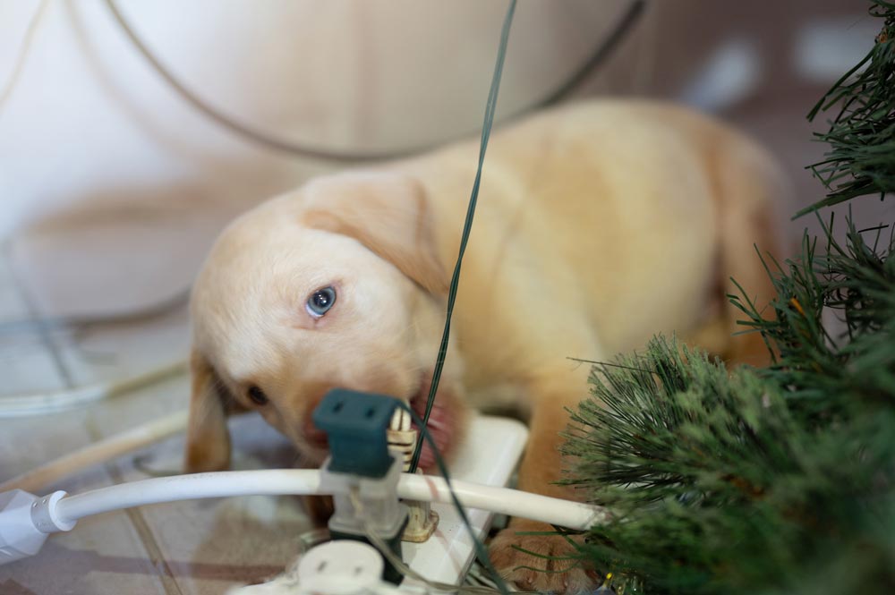 Puppy Proofing your home check list