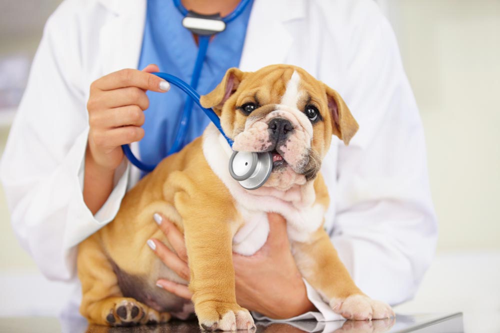 puppy sitting on vet table during a veterinarian appointment