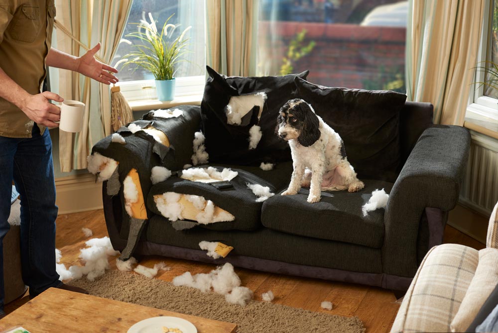 puppy being talked to after he destroyed the couch by chewing holes in it.