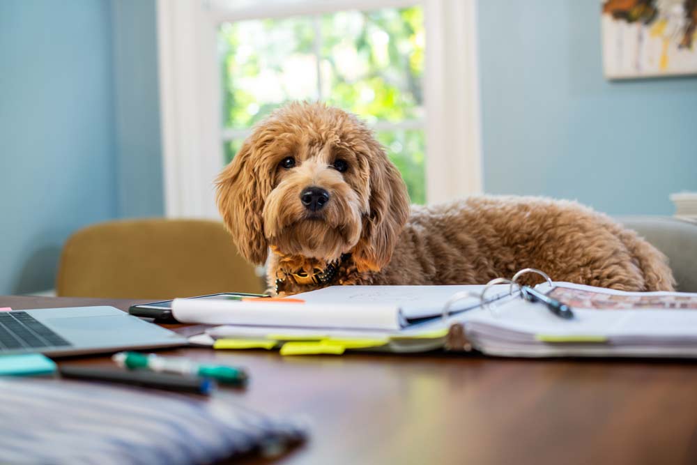 Mini Goldendoodle dog looking over a table calmly and lovingly.