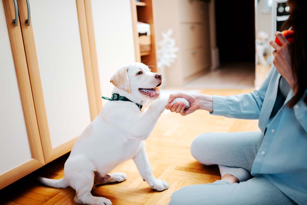 Puppy getting temperament tested by dog trainer for a local dog breeder