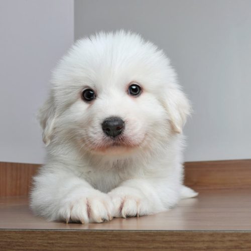 best Great Pyrenees Puppies for sale at Trusted Puppies.