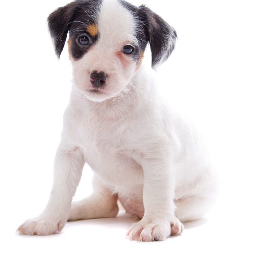 Best Jack Russel Terrier puppies for sale.