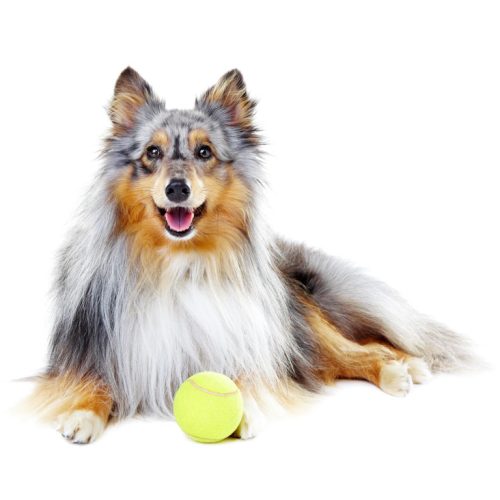 Best Shetland Sheep Dog Puppies