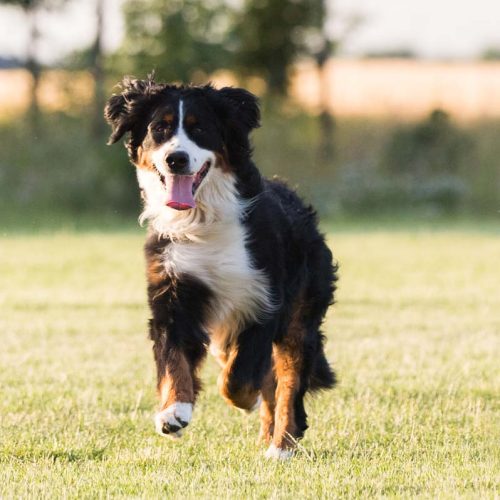 Best designer Mini Bernese Mountain Dog puppies on Trusted Puppies.