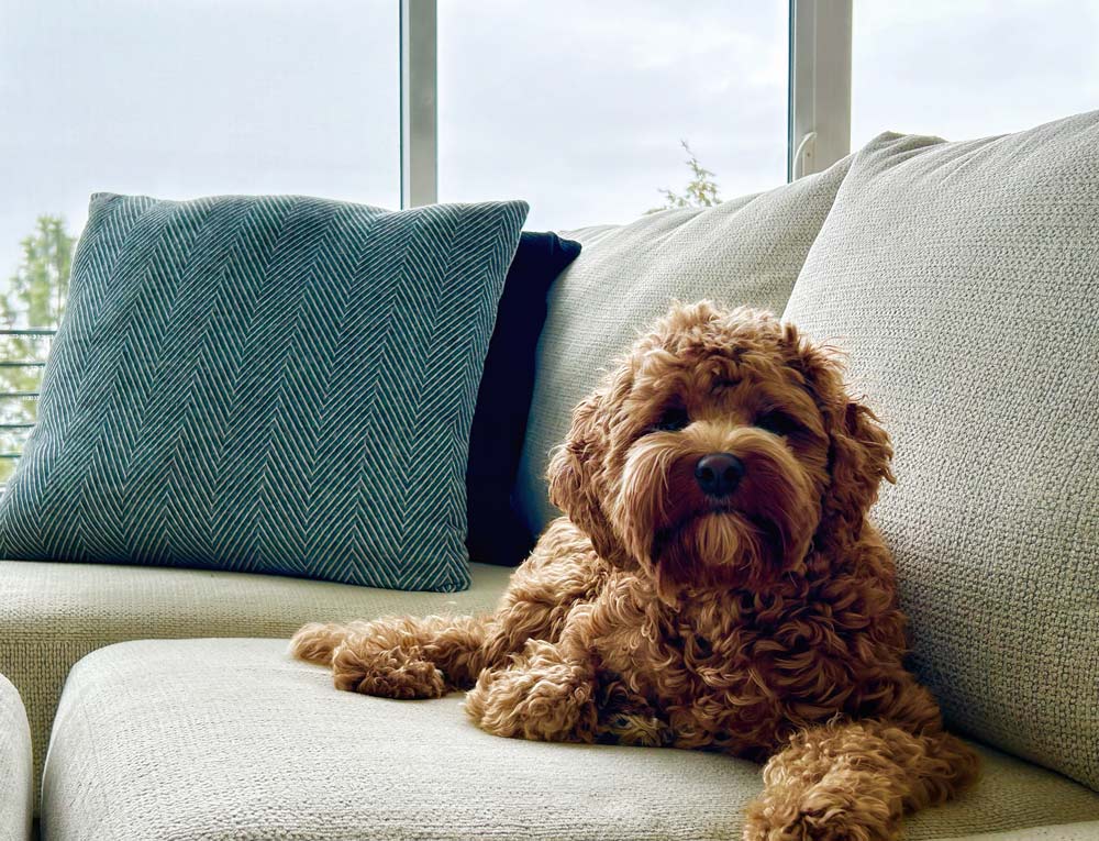 Very well trained and behaved Mini Goldendoodle  dog resting on a couch.