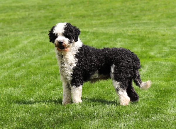 Max - Trusted Puppies