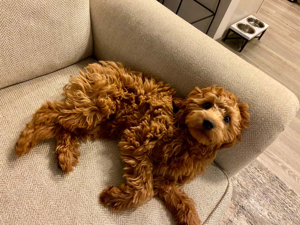 Goldendoodle dog playing and having fun on a couch