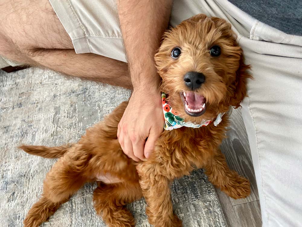 Mini goldendoodle puppy being petted in an apartment.