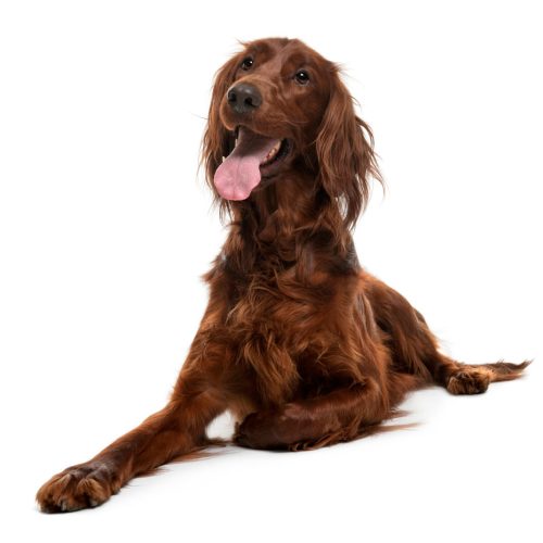 Best Registered Irish Setter Puppies for sale on Trusted Puppies