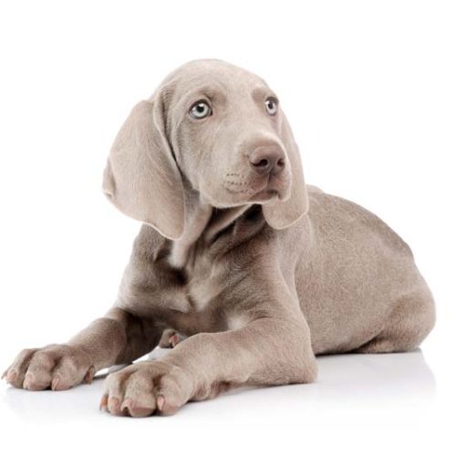 Best Weimaraner Puppies for sale on Trusted Puppies website.