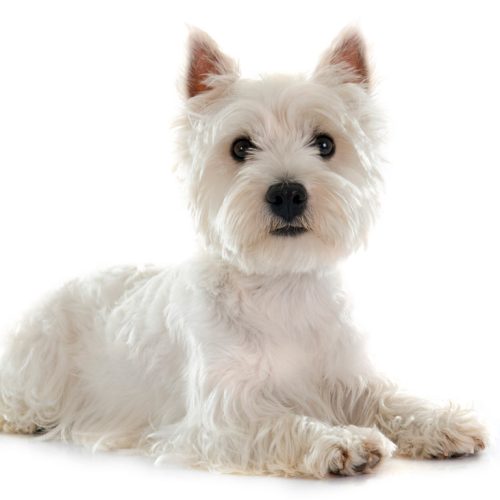 Best West Highland White Terrier "Westie" Puppies for sale