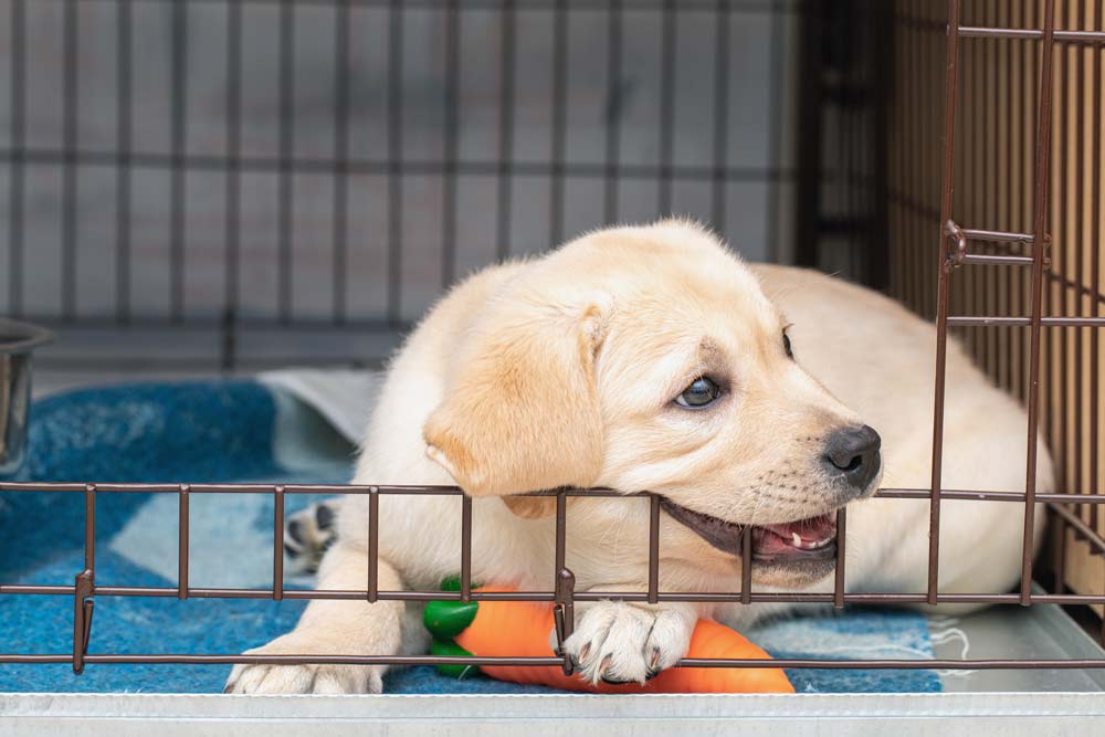 Puppy chewing on dog cage was predicted by temperament tests.