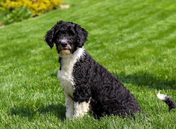 Lily 35lbs - Trusted Puppies