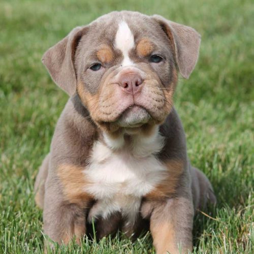 Olde English Bulldogges puppies for sale on trusted puppies.