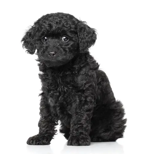 New York Toy Poodle Puppies For