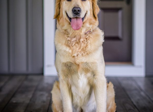 Marley 12 - Trusted Puppies
