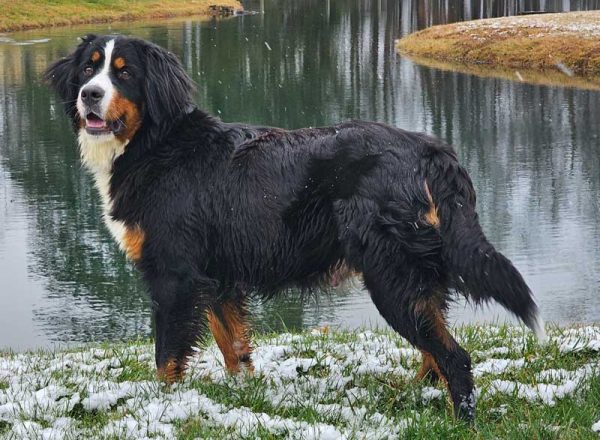 Highest-quality-bernese-mountain-dogs-halo-adult-2024 - Trusted Puppies
