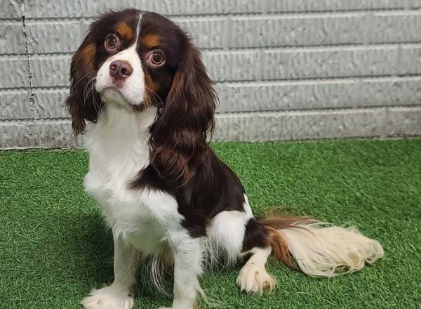 Max-cavalier-adult-2024 - Trusted Puppies