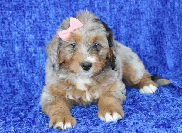 Mini Bernedoodle - Norah