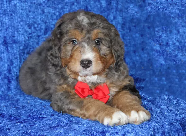 Mini Bernedoodle - Kenny