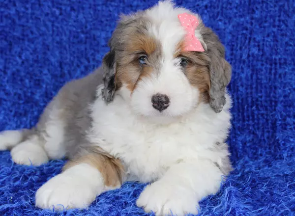 Mini Bernedoodle - Elana