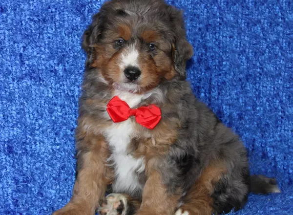 Mini Bernedoodle - Zolton
