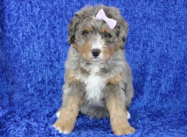 Mini Bernedoodle - Alina