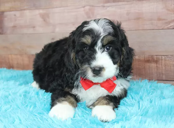 Mini Bernedoodle - Tyde
