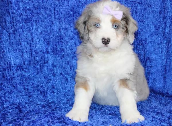 Mini Bernedoodle - Kennedy
