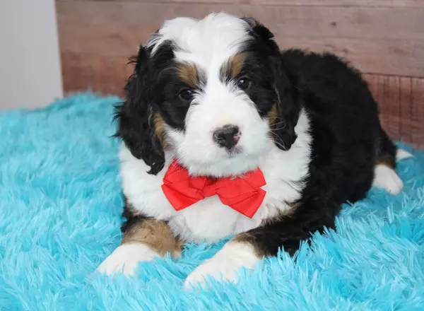 Mini Bernedoodle - Bear