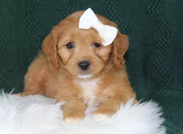 Cavapoo - Corina