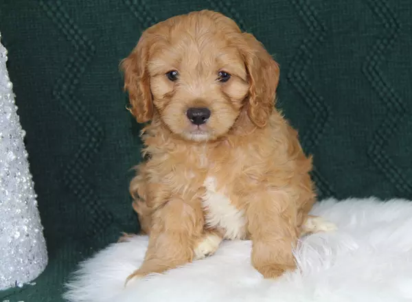 Cavapoo - Croften