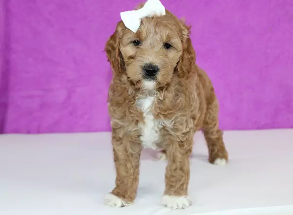 Mini Goldendoodle - Alyce