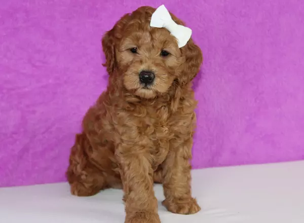 Mini Goldendoodle - Phoenix